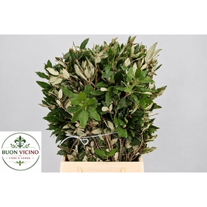QUERC ILEX