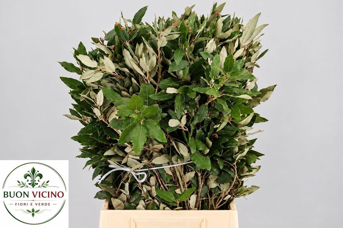 <h4>QUERC ILEX</h4>
