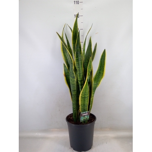 Sansevieria trifa. 'Laurentii'