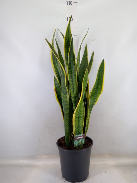 <h4>Sansevieria trifa. 'Laurentii'</h4>