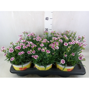 Dianthus allw. 'Lucky Lips Lena'