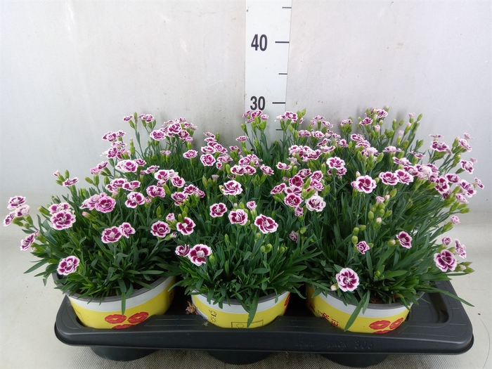 <h4>Dianthus allw. 'Lucky Lips Lena'</h4>