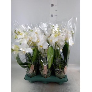 Phalaenopsis  'Spirit White'
