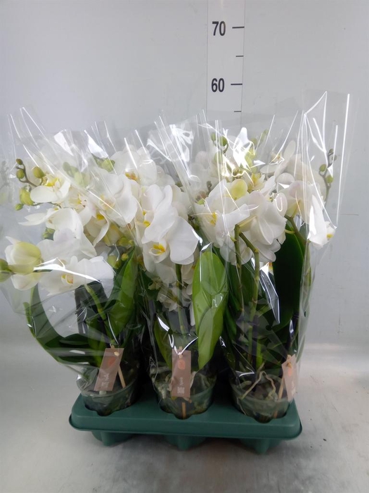 <h4>Phalaenopsis 'Spirit White'</h4>