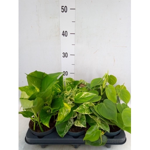 Epipremnum pinn.   ...mix