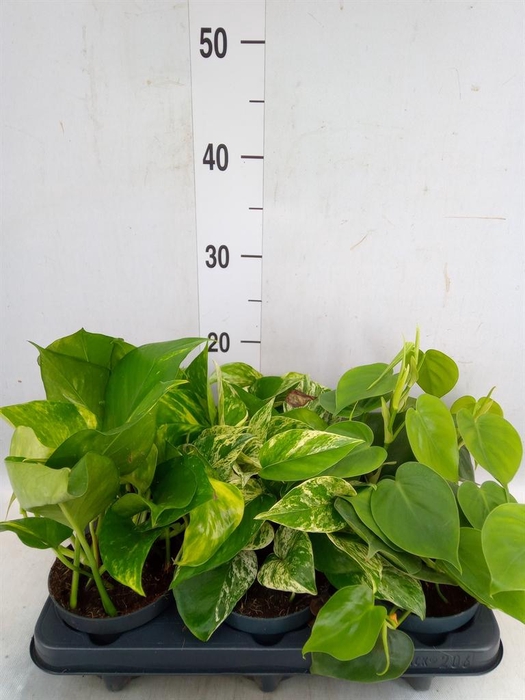 <h4>Epipremnum pinn.   ...mix</h4>