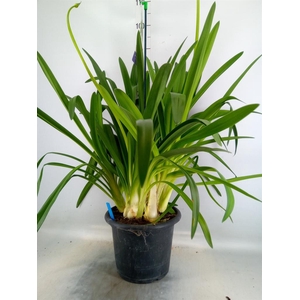 Agapanthus  'Big Blue'