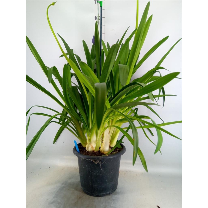 <h4>Agapanthus  'Big Blue'</h4>