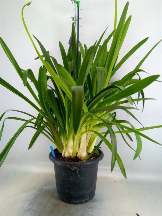 <h4>Agapanthus  'Big Blue'</h4>