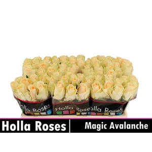 Rosa large magic avalanche+