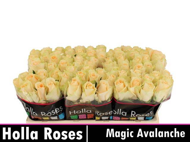 <h4>Rosa large magic avalanche+</h4>