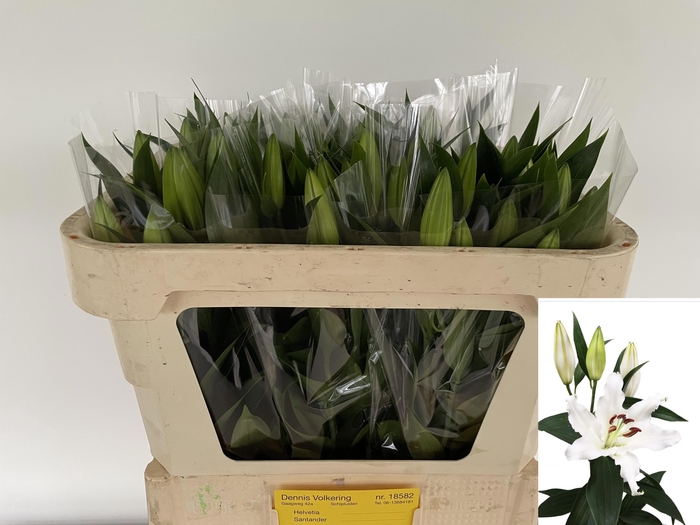 <h4>LI OR HELVETIA</h4>