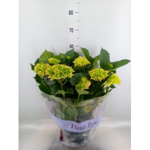 Hydrangea mac. 'Hi River'