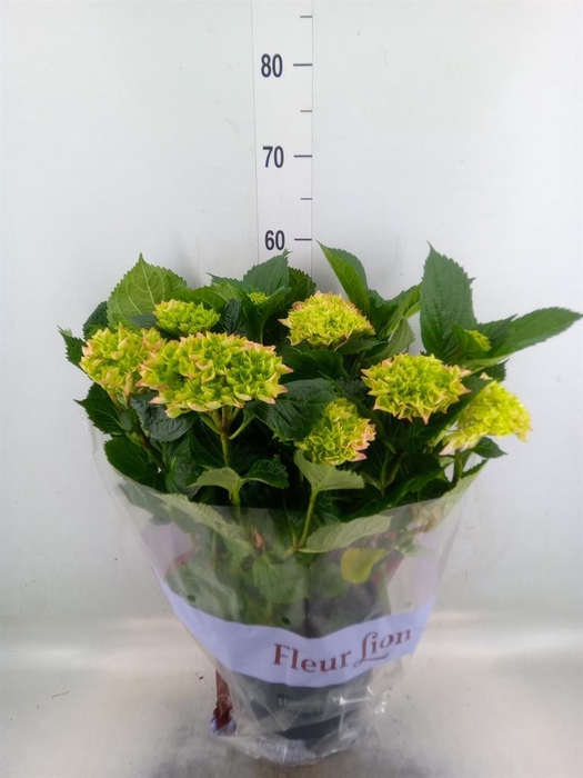 <h4>Hydrangea mac. 'Hi River'</h4>