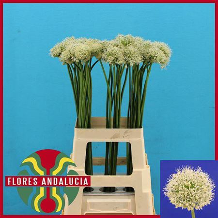 <h4>Allium Mount Everest</h4>