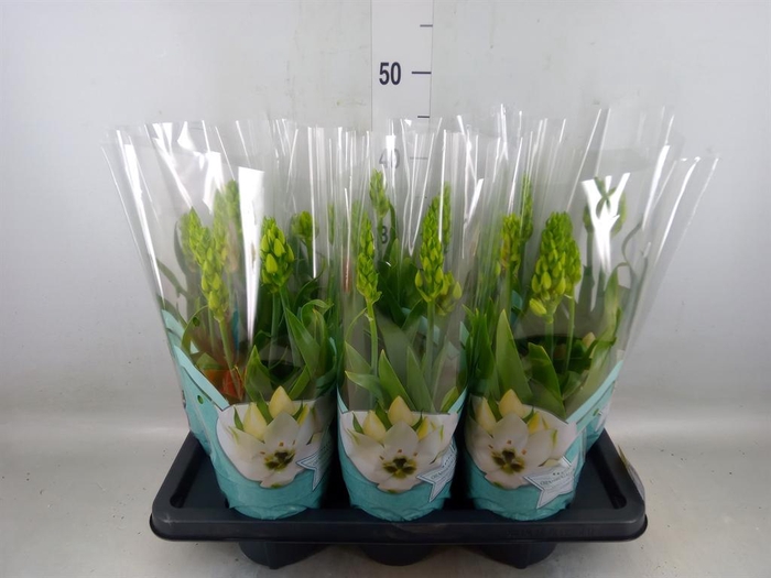<h4>Ornithogalum thyrs.</h4>