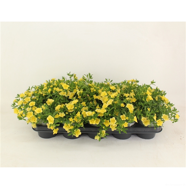 <h4>Calibrachoa Doubble Light Yellow</h4>