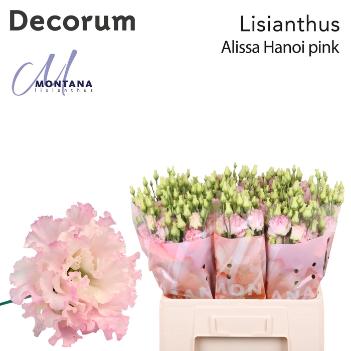 <h4>Lisianthus Alissa Hanoi pink 60cm</h4>