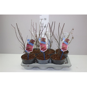 Acer Pa Atropurpureum