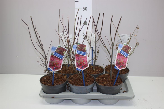 <h4>Acer Pa Atropurpureum</h4>