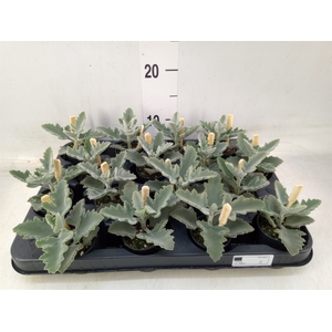Kalanchoe NF beharensis