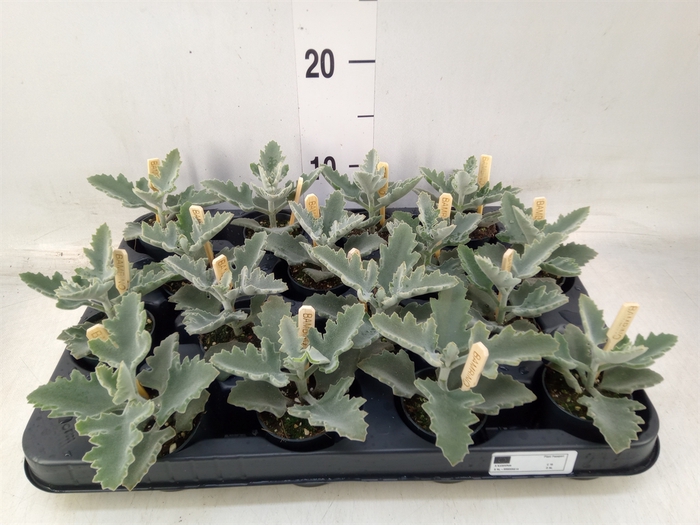 <h4>Kalanchoe NF beharensis</h4>