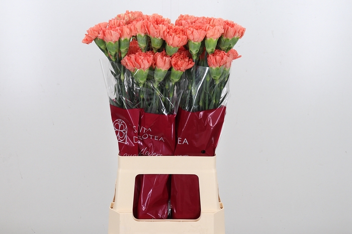 <h4>Di St Hermes Orange</h4>