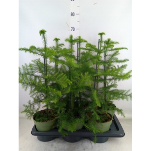 Araucaria heterophylla