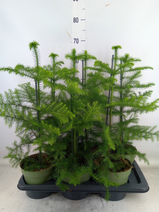 <h4>Araucaria heterophylla</h4>