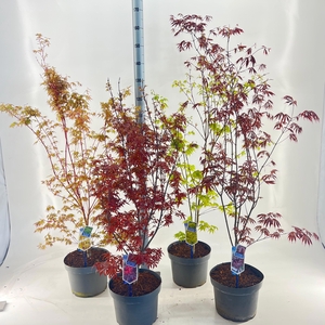 Acer palmatum mix P29 (minimum order one layer)