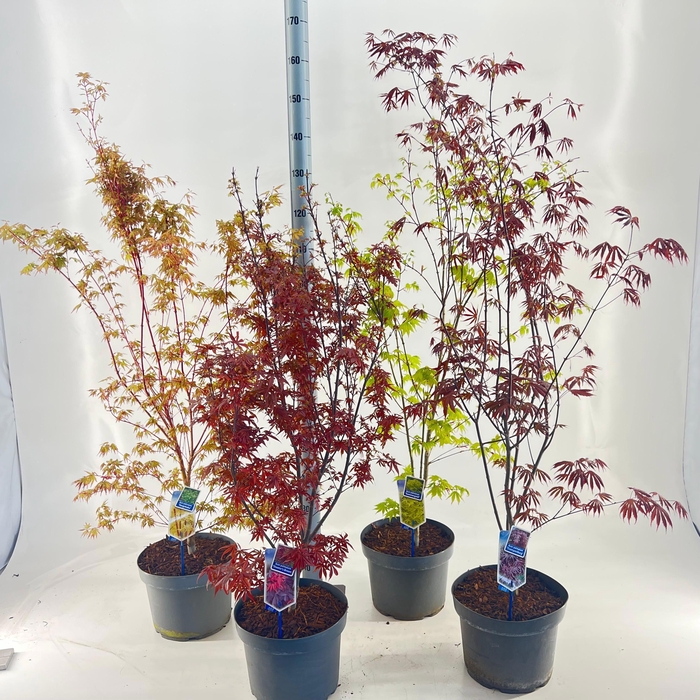 <h4>Acer palmatum mix P29 (minimum order one layer)</h4>