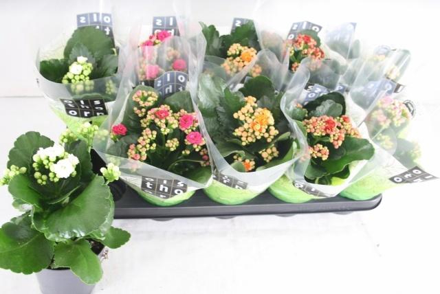 <h4>KAL GE GEM 5 KL</h4>