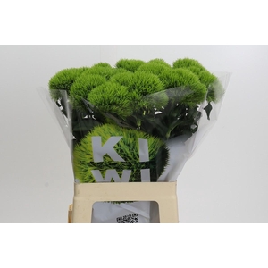 Dianthus Br Kiwi Mellow XXL
