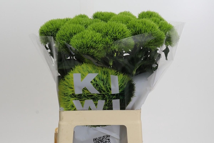 <h4>Dianthus Br Kiwi Mellow XXL</h4>
