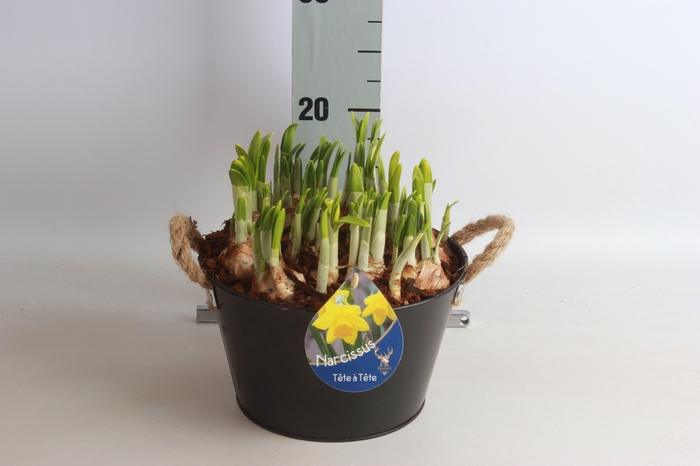<h4>ARR NARCISSUS</h4>