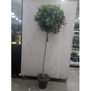 Laurus nobilis