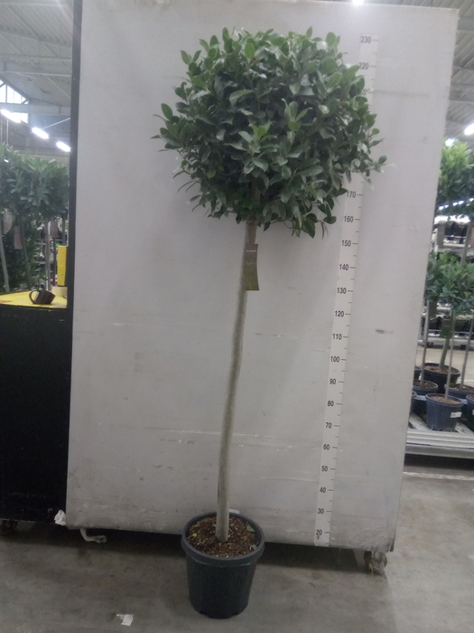 <h4>Laurus nobilis</h4>
