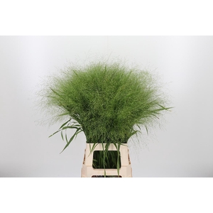 Panicum Fountain