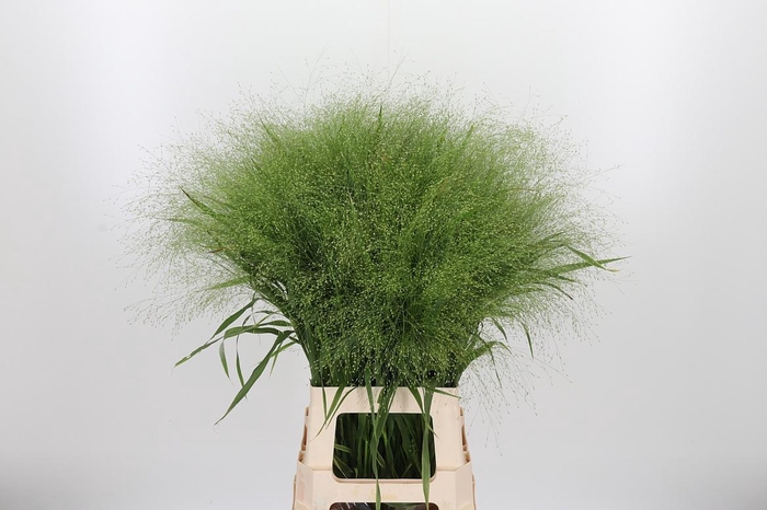 <h4>Panicum Fountain</h4>