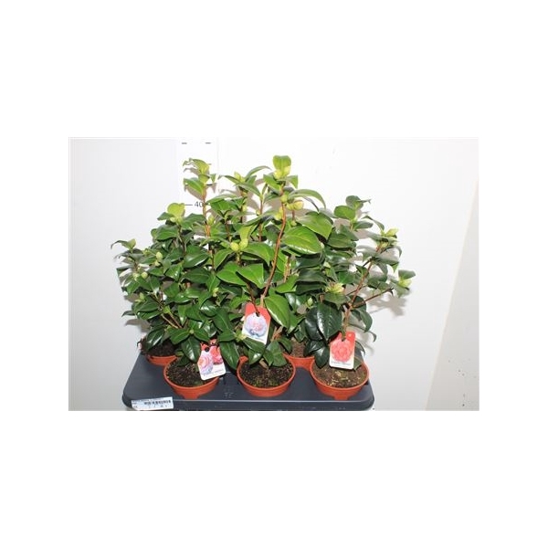 <h4>Camellia Japonica 10 Bloemen+</h4>