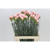 Dianthus St Hugo