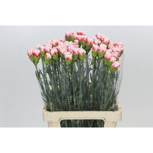 Dianthus St Hugo