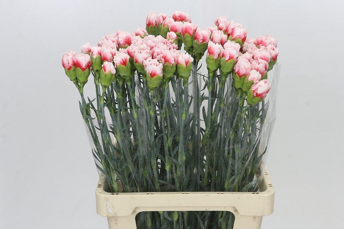<h4>Dianthus St Hugo</h4>