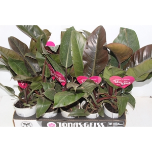 PHILODENDRON RED DIAMOND P12