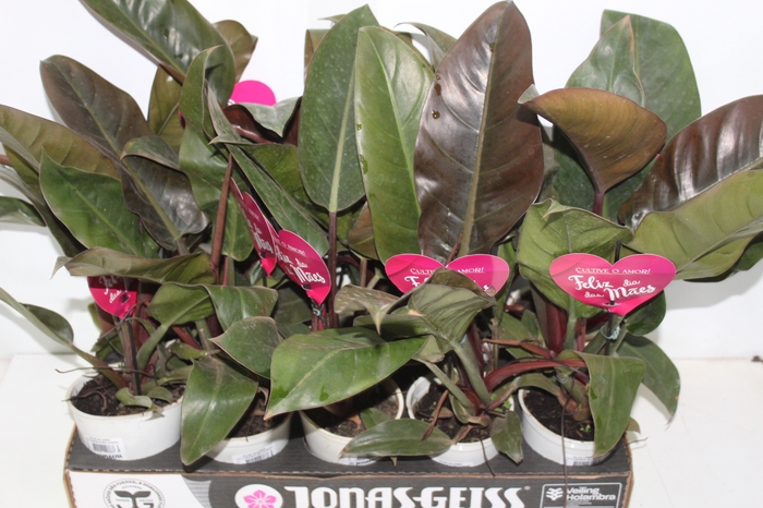 PHILODENDRON RED DIAMOND P12