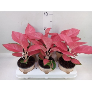 Aglaonema   ...