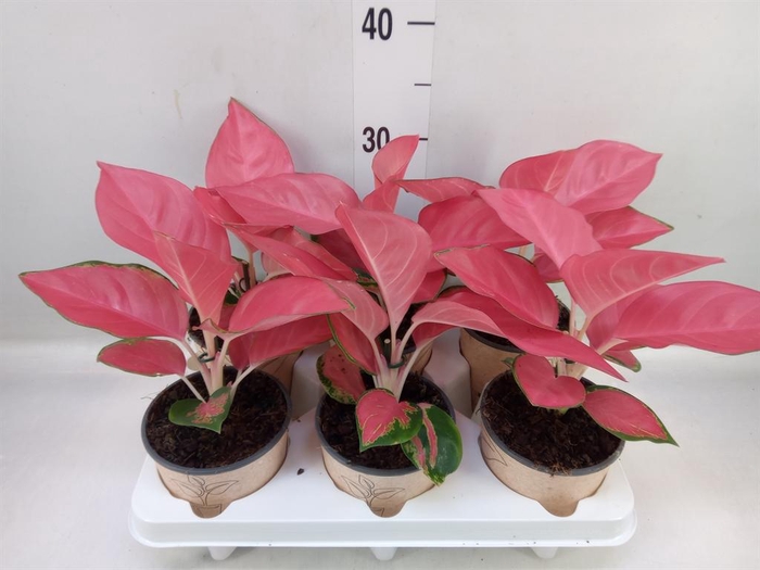 <h4>Aglaonema   ...</h4>