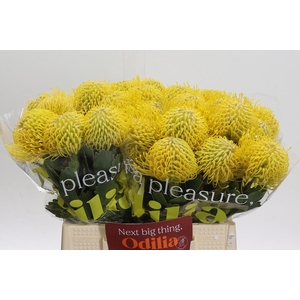 Nutans Ayoba Saffron