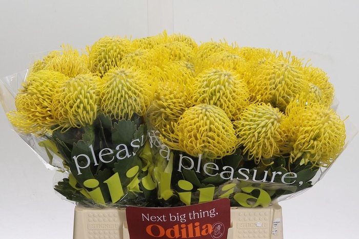 <h4>Nutans Ayoba Saffron</h4>