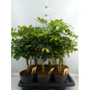 Schefflera arbor.   ...